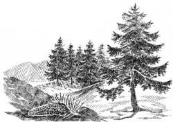 Norway Spruce with cone