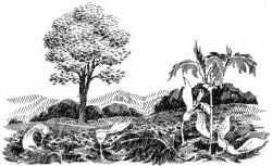 Sycamore in its natural environment